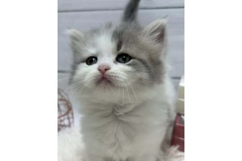成約済の京都府のその他の猫種-80427の4枚目